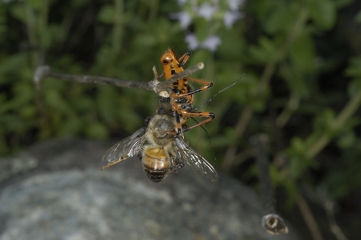 Milichiidae: Desmometopa sp.